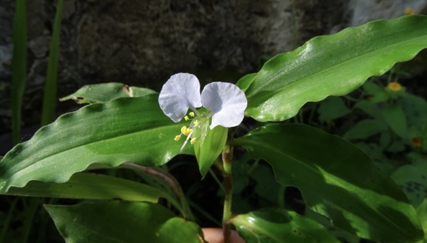 A picture of a plant in Mexico with a white flower