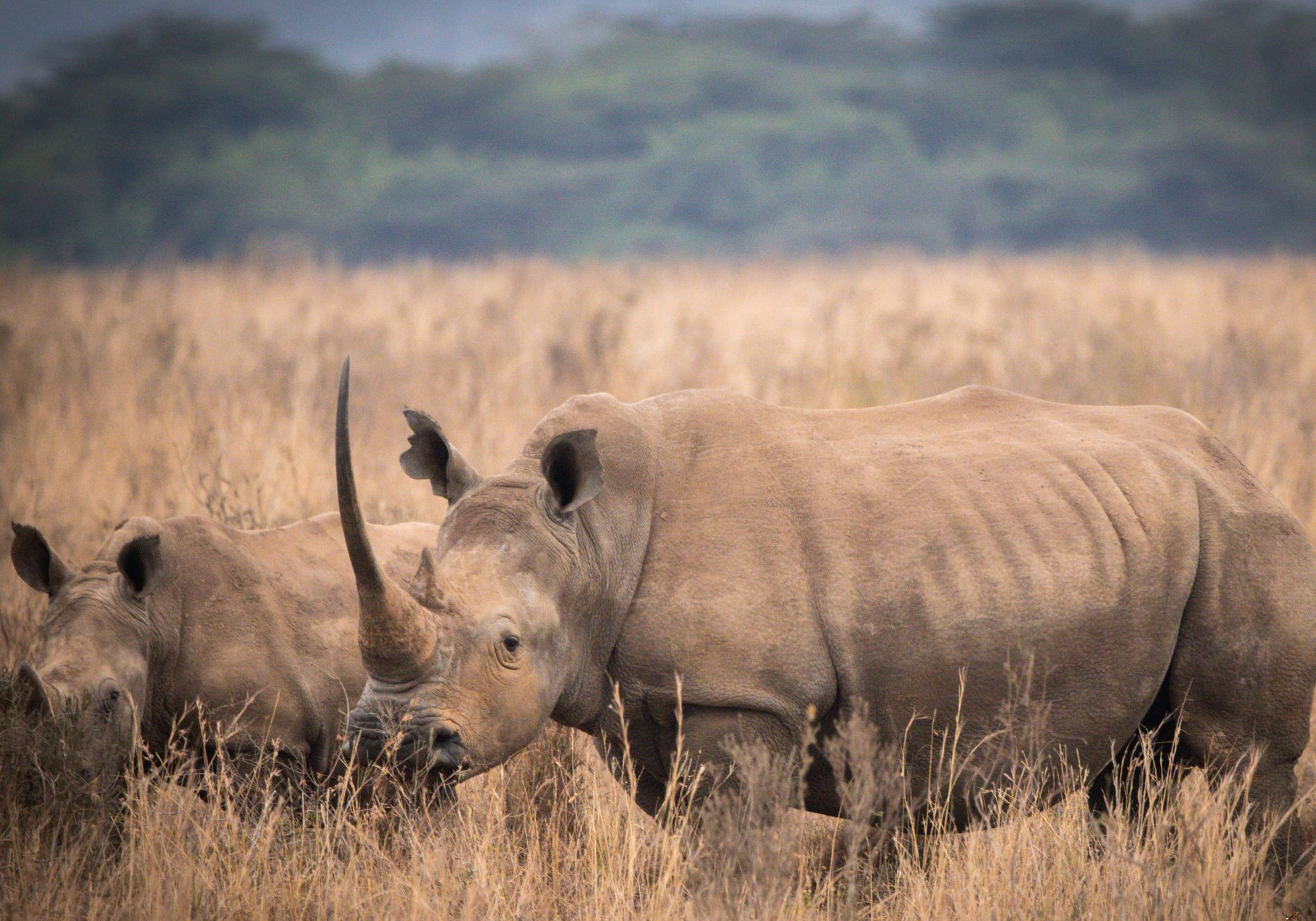 Wild rhino in grass field