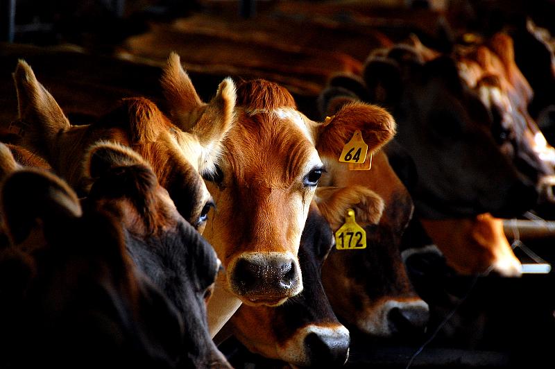 Milking time on an Oakura dairy farm. Image source: dandownunder Flickr
