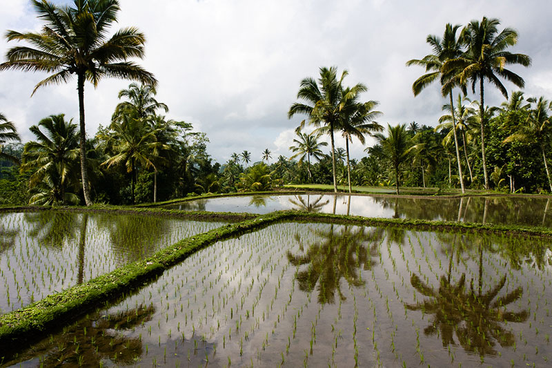 bali