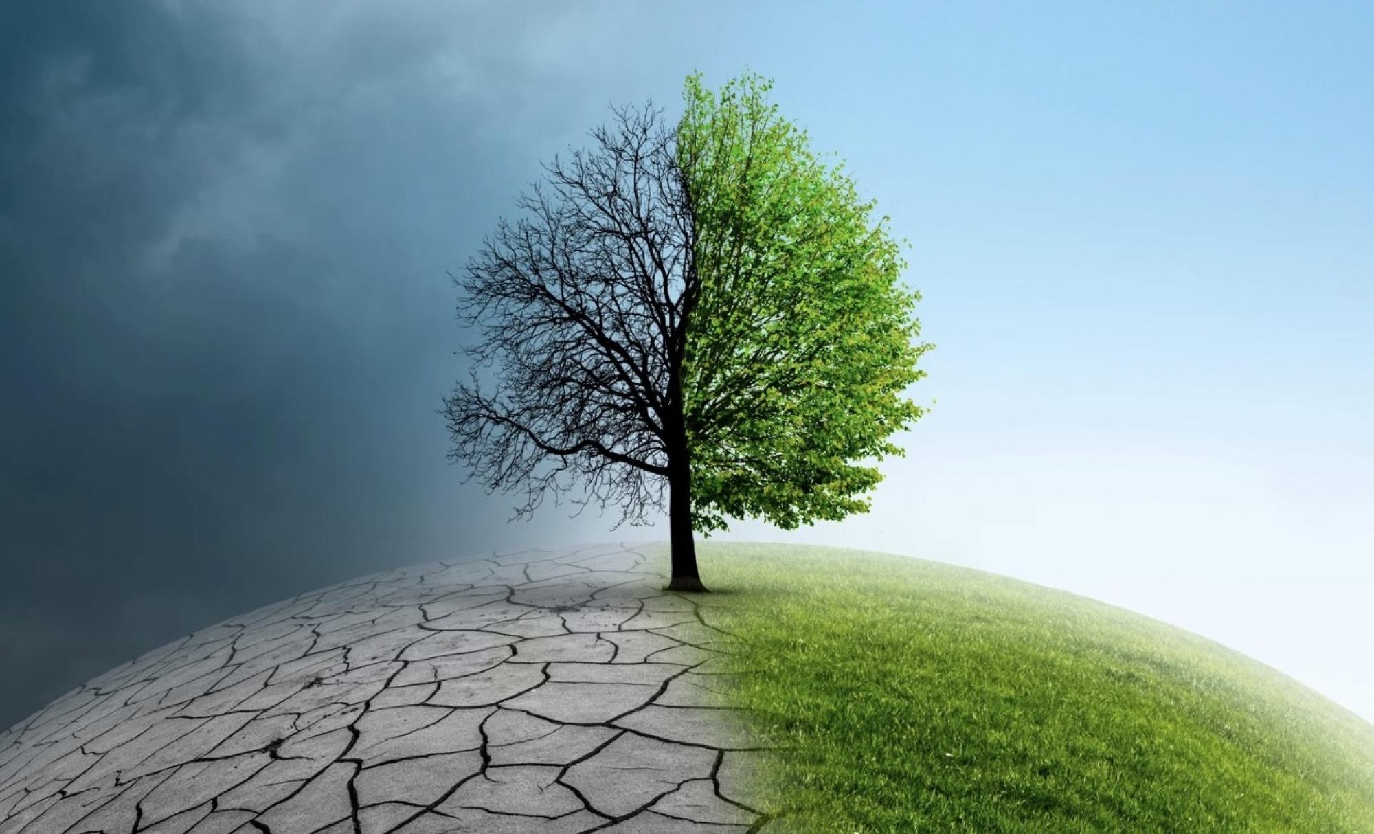 Graphic image of a tree, with one side burnt and the other with green leaves