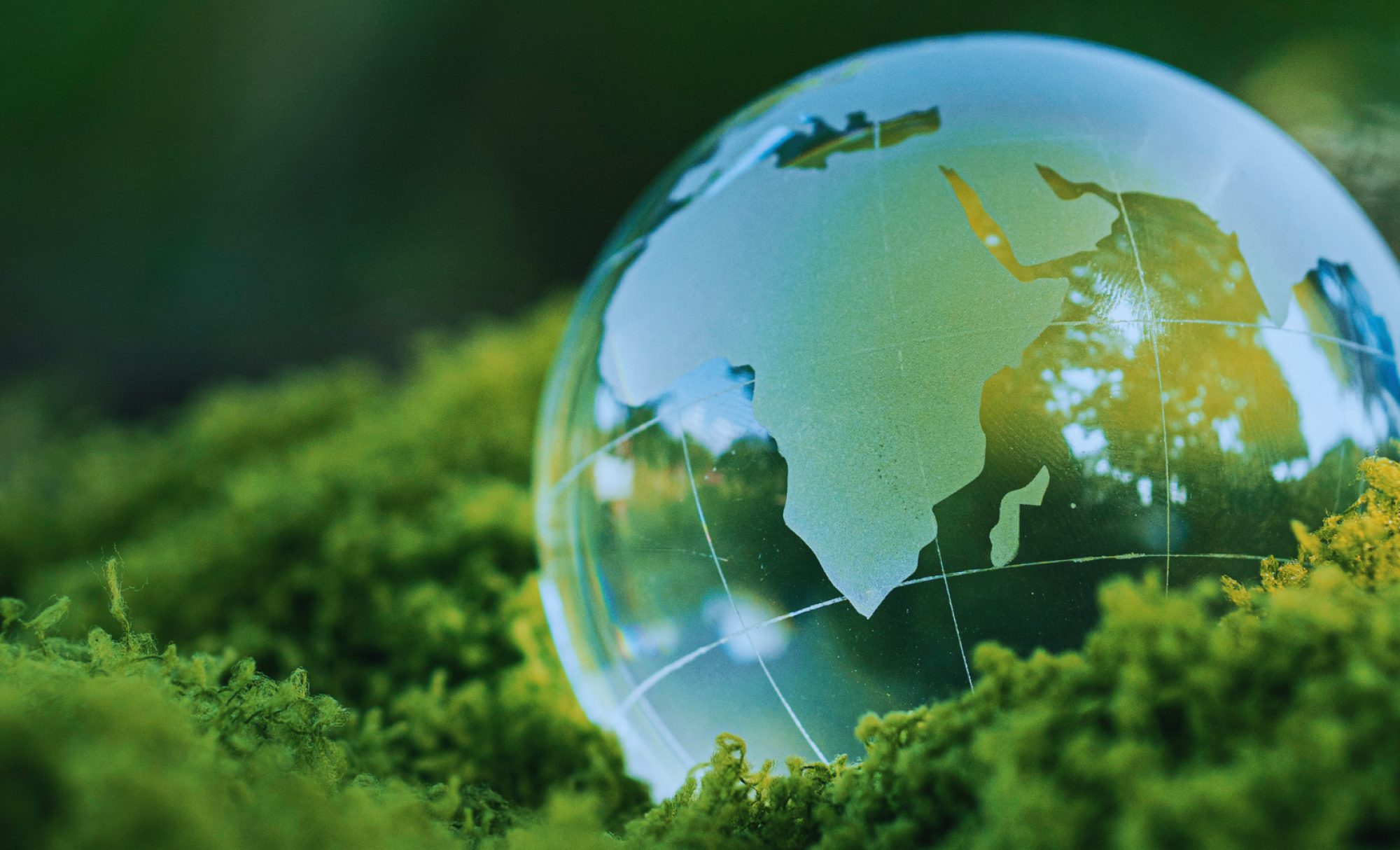 A glass globe on a bed of moss