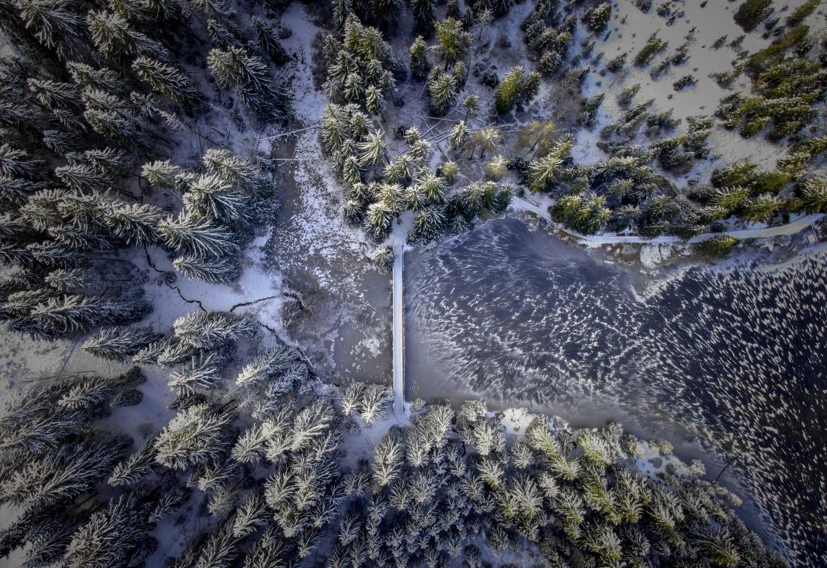 Frozen forest from above