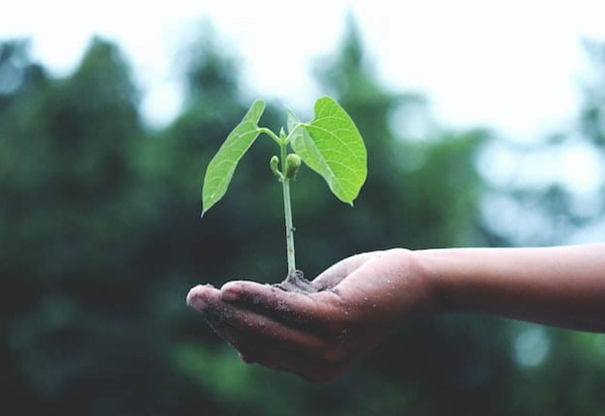 Plant growing in the hand