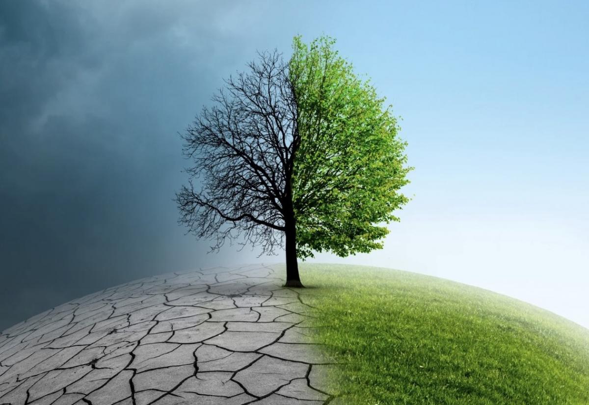 Graphic image of a tree, with one side burnt and the other with green leaves