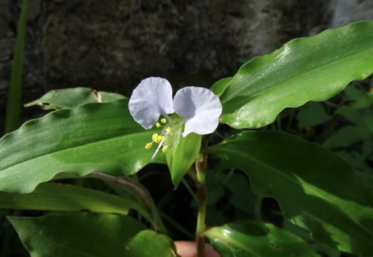 A picture of a plant in Mexico with a white flower