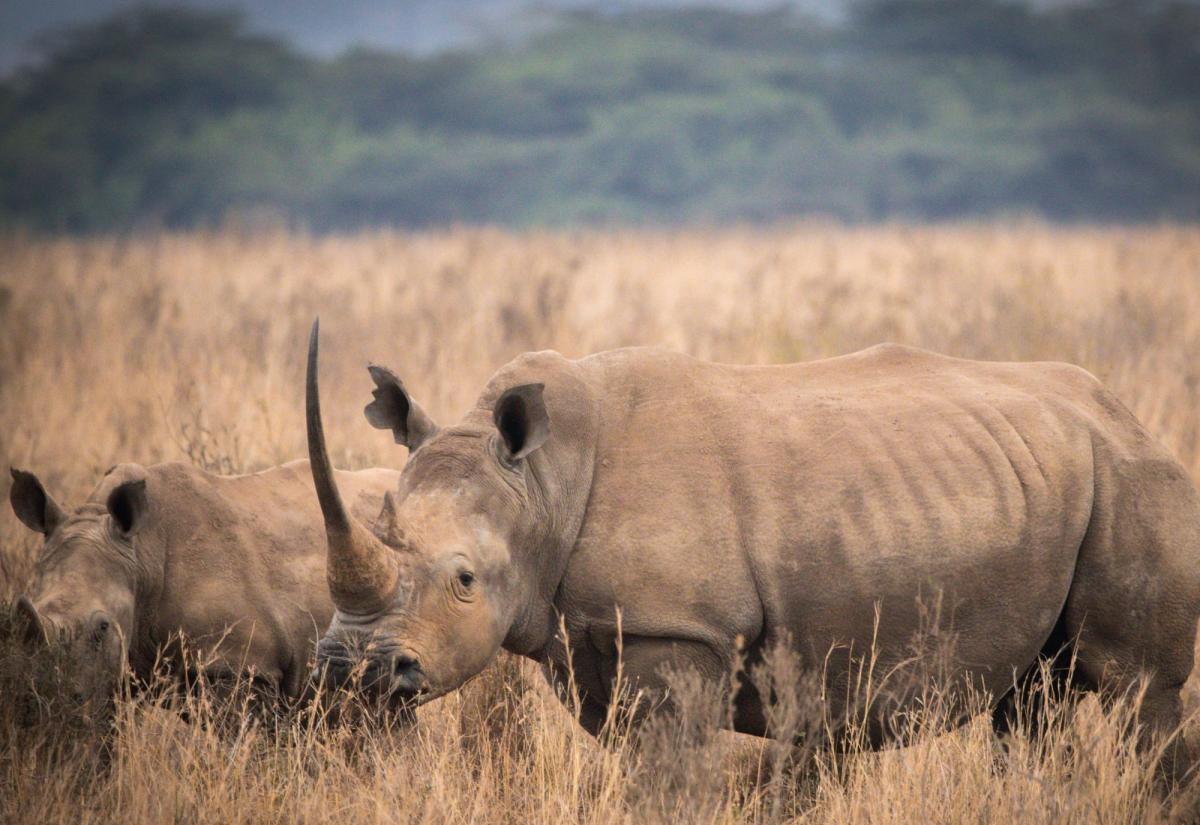 Wild rhino in grass field