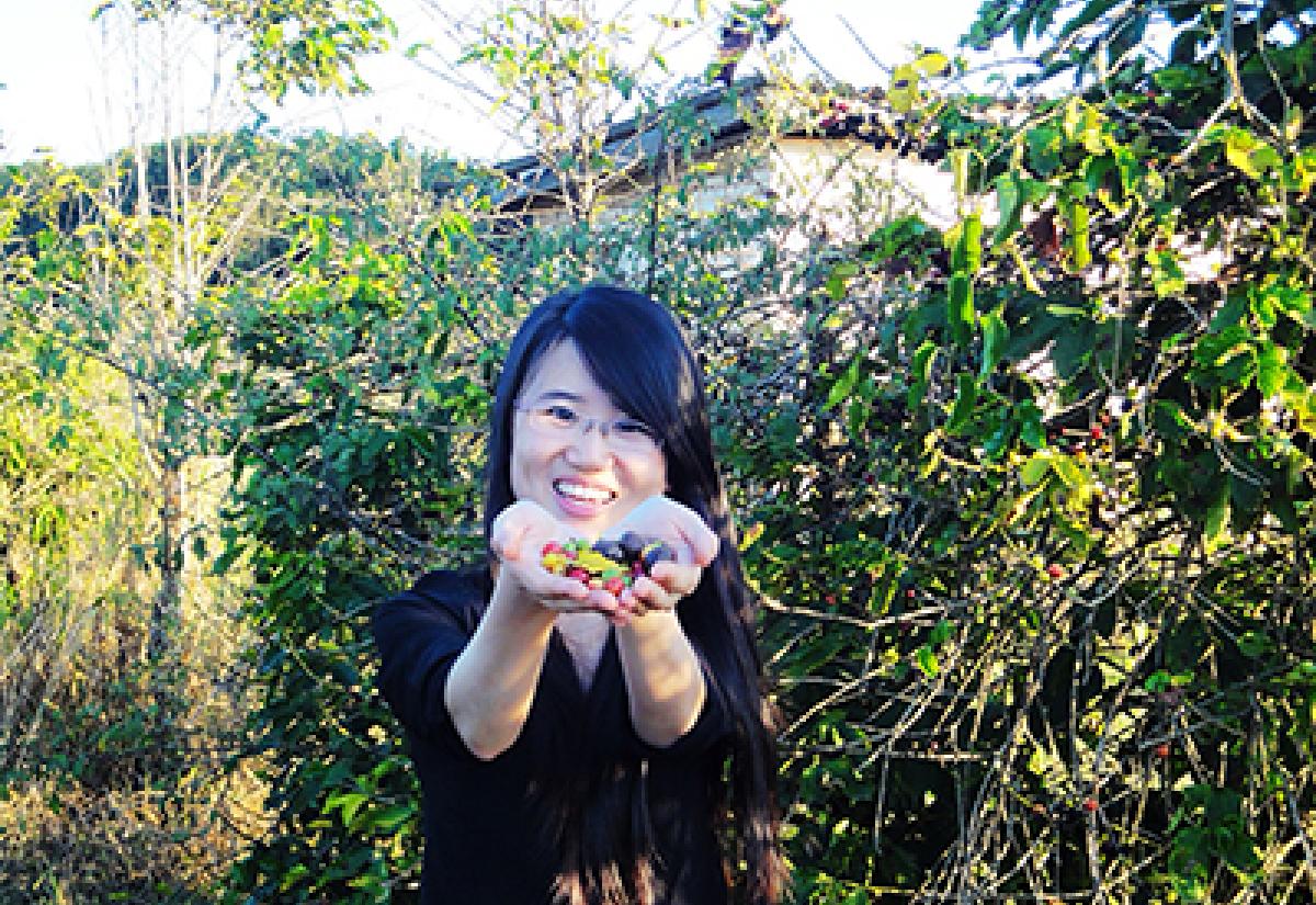 Qingling picking coffee beans at Imaflora, Brazil