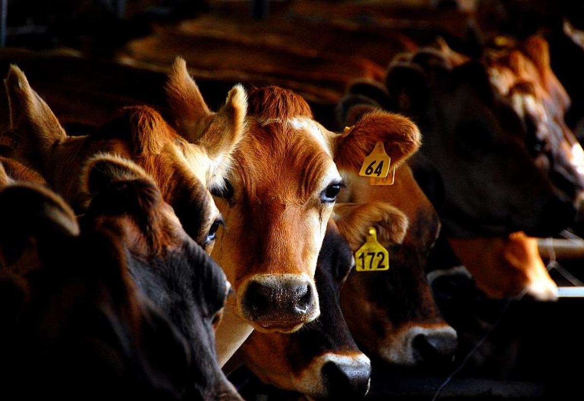 Milking time on an Oakura dairy farm. Image source: dandownunder Flickr