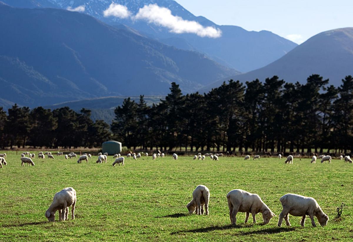 New_Zealand_Rural_landscape-wikimedia