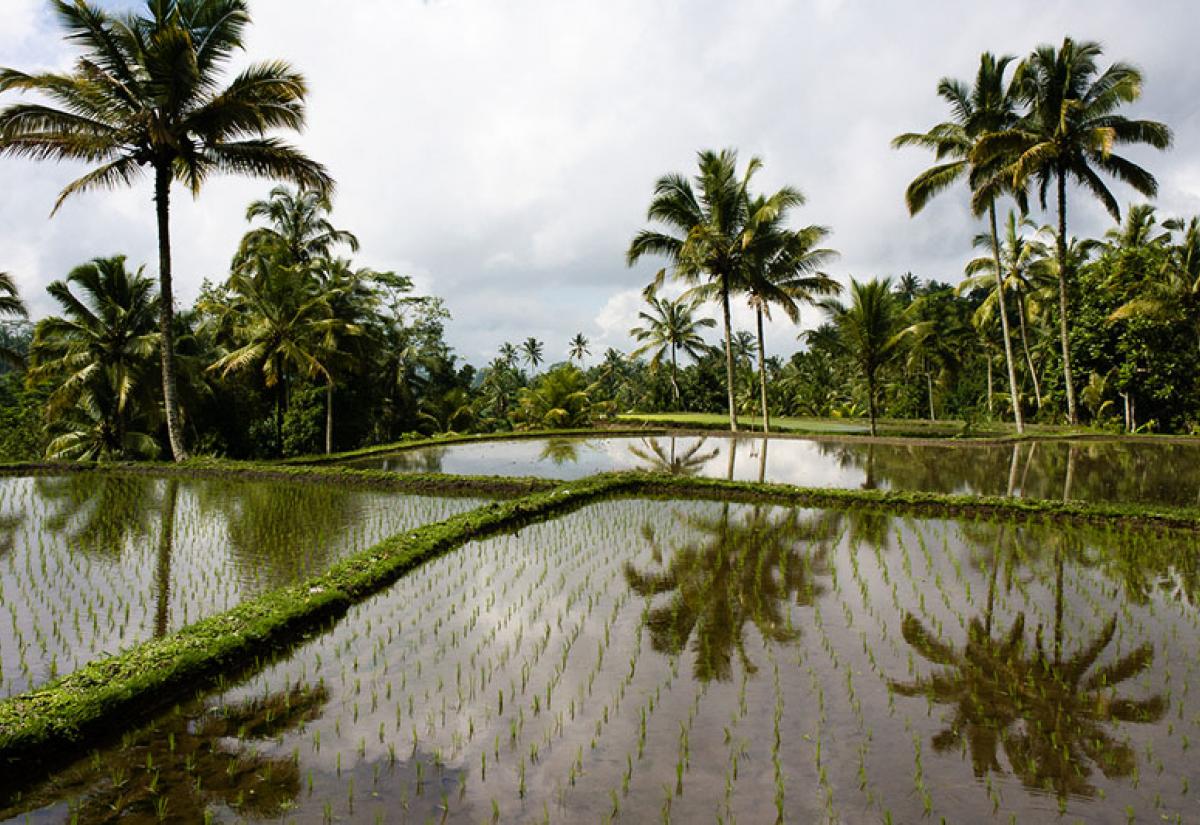 bali