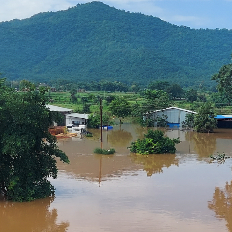 Flooding, with trees half submerged