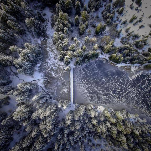 Frozen forest from above
