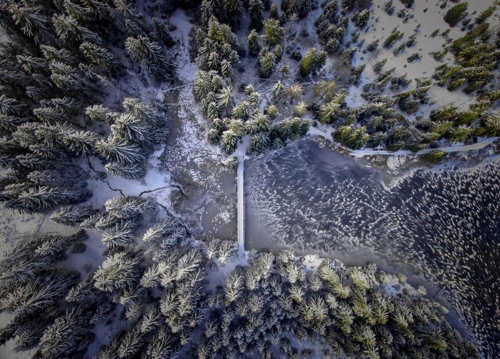 Frozen forest from above